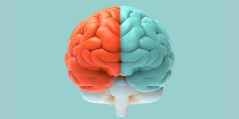 Efecto Bouba-Kiki: Mucho más que formas y sonidos. Imagen obtenida de: https://www.bloghoptoys.es/wp-content/uploads/2020/02/cerveau.png